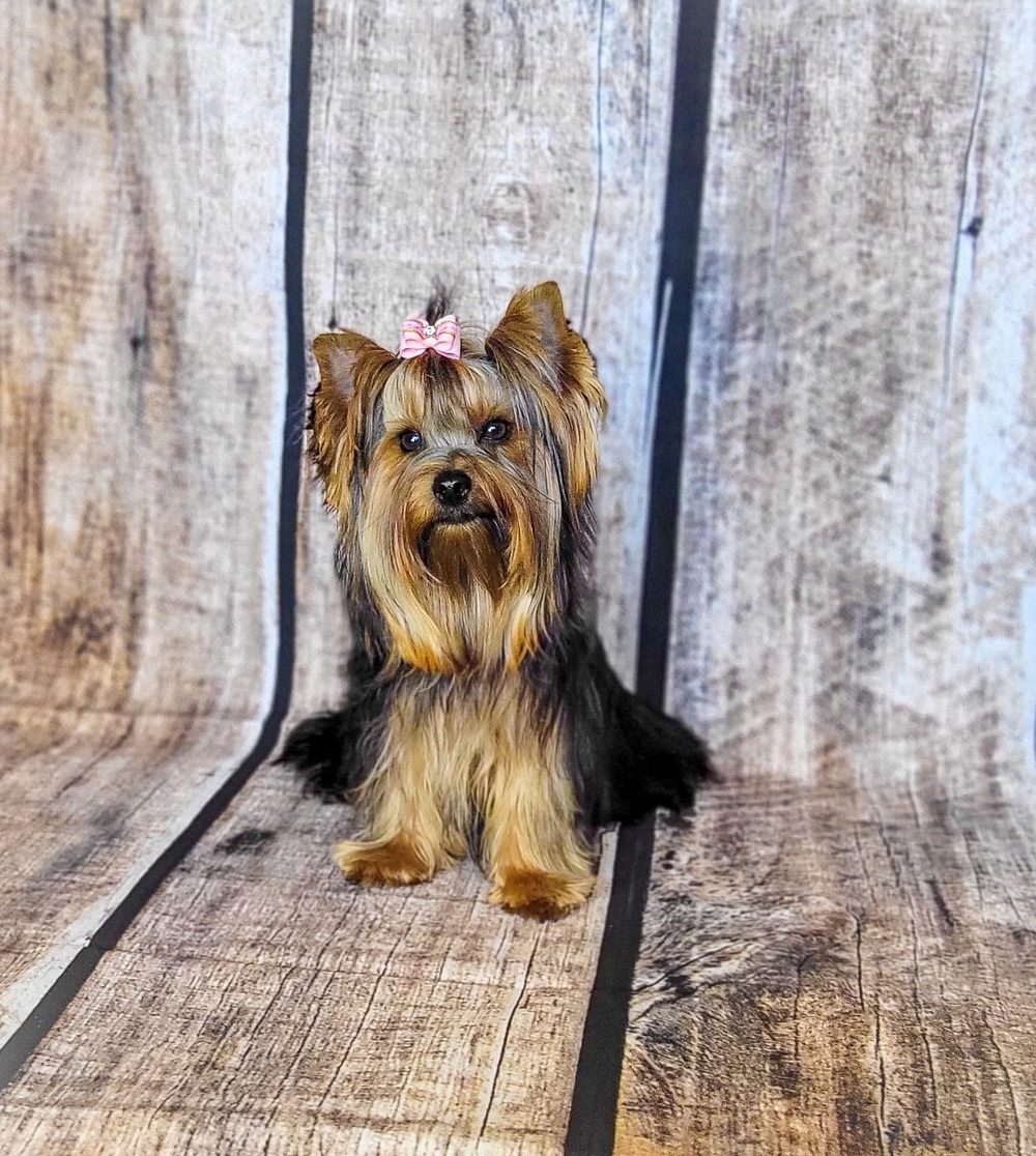 A traditional blue and tan Yorkshire Terrier standing on a wooden deck