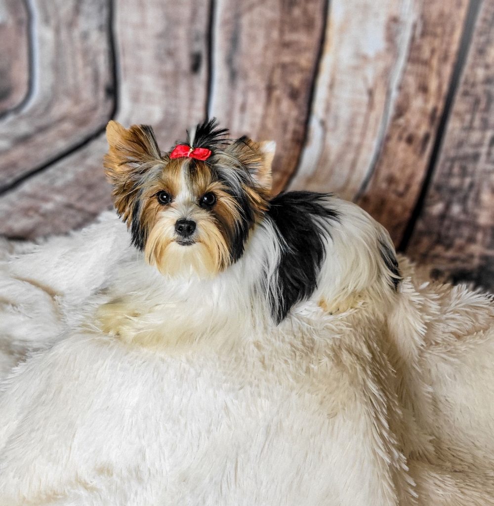 A parti Yorkshire Terrier with a white coat and richly coloured face