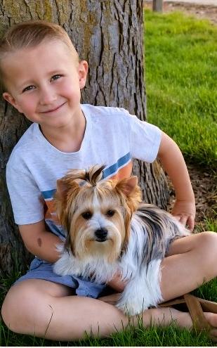 Belle, an From Rocky Mountain Yorkies at Rocky Mountain Yorkies