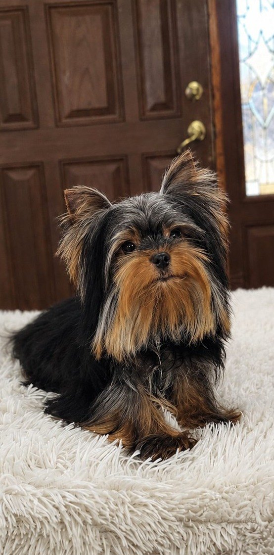 Diesel, an Traditional Black & Gold at Rocky Mountain Yorkies