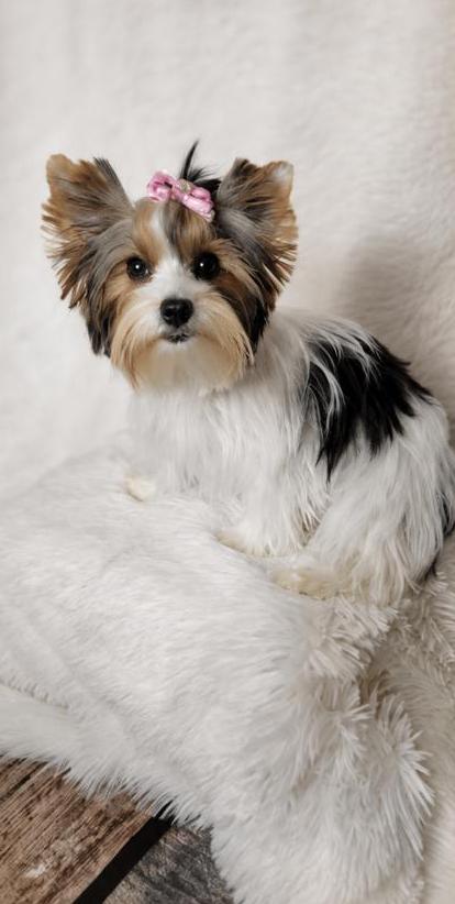 Esme, an Parti Yorkie at Rocky Mountain Yorkies