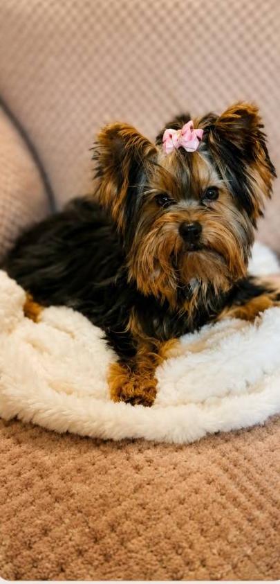 Hazel at Rocky Mountain Yorkies