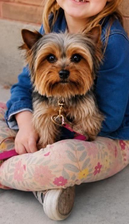 Jasmine at Rocky Mountain Yorkies