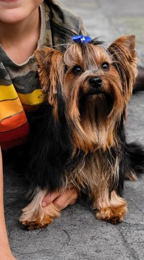 Jenny, an Traditional Yorkie at Rocky Mountain Yorkies