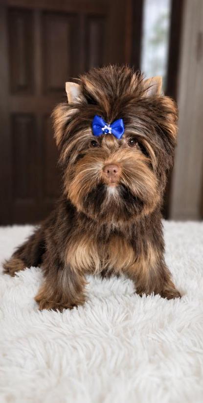 Kaya, an Imported Lines at Rocky Mountain Yorkies