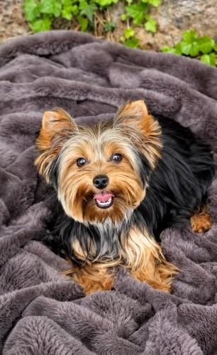 Lilly at Rocky Mountain Yorkies