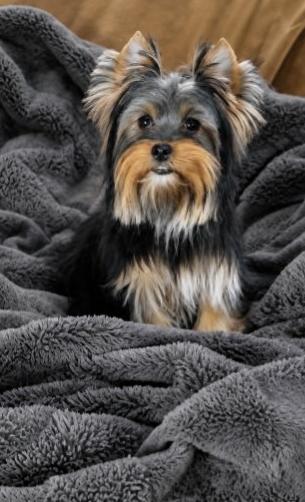Minnie at Rocky Mountain Yorkies