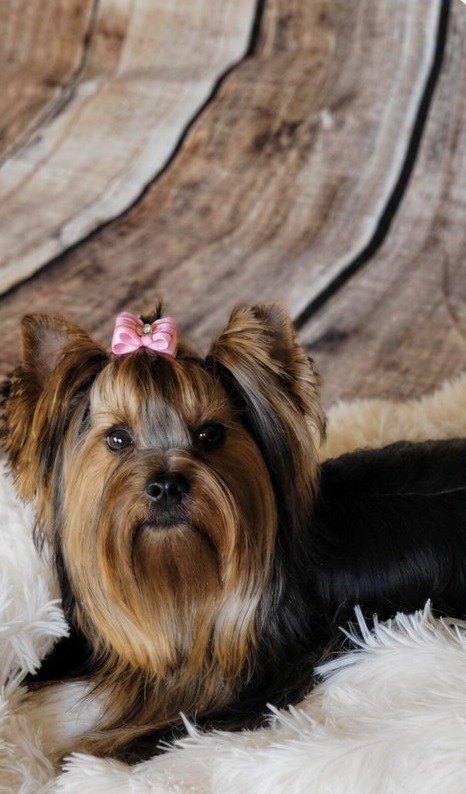 Molly Mae, an Traditional Yorkie at Rocky Mountain Yorkies