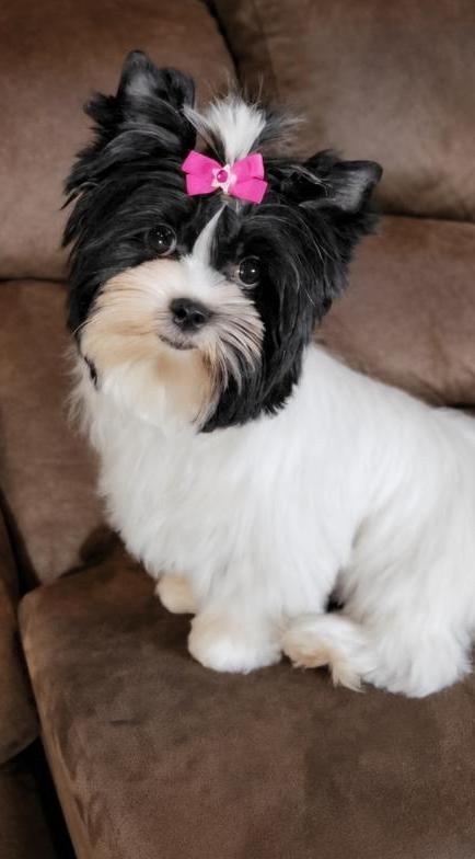 Oreo, an Russia & Poland at Rocky Mountain Yorkies