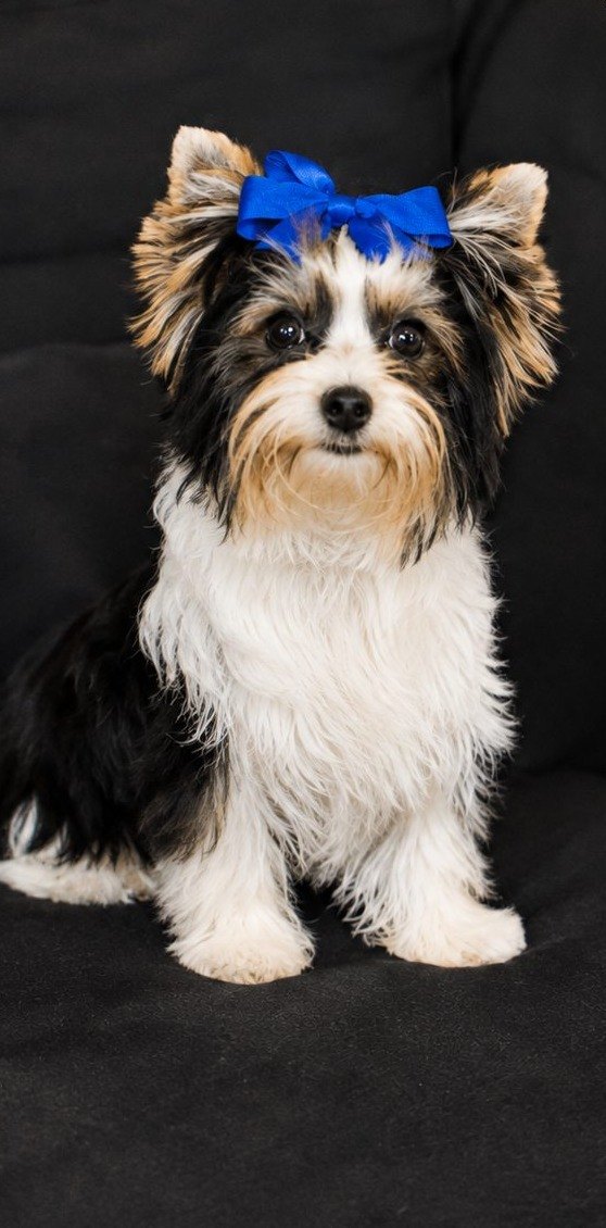 Rocky, an Parti Yorkie at Rocky Mountain Yorkies