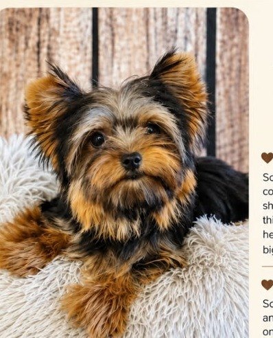 Scout, an Traditional Yorkie at Rocky Mountain Yorkies