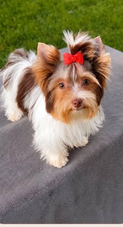 Stella, an Chocolate Parti at Rocky Mountain Yorkies