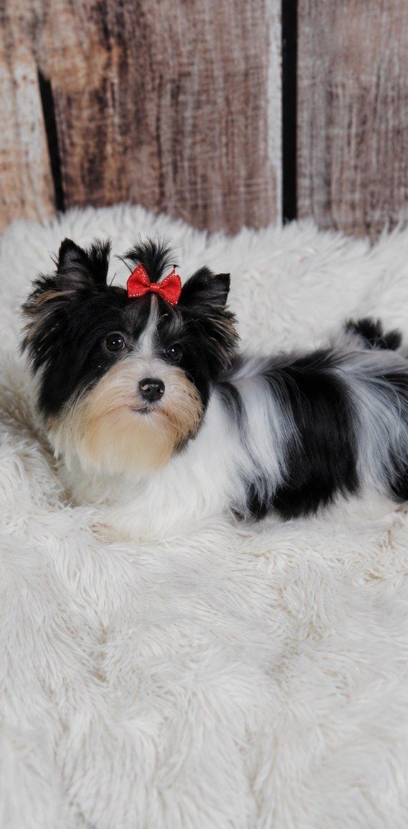 Zoro, an Parti Yorkie at Rocky Mountain Yorkies