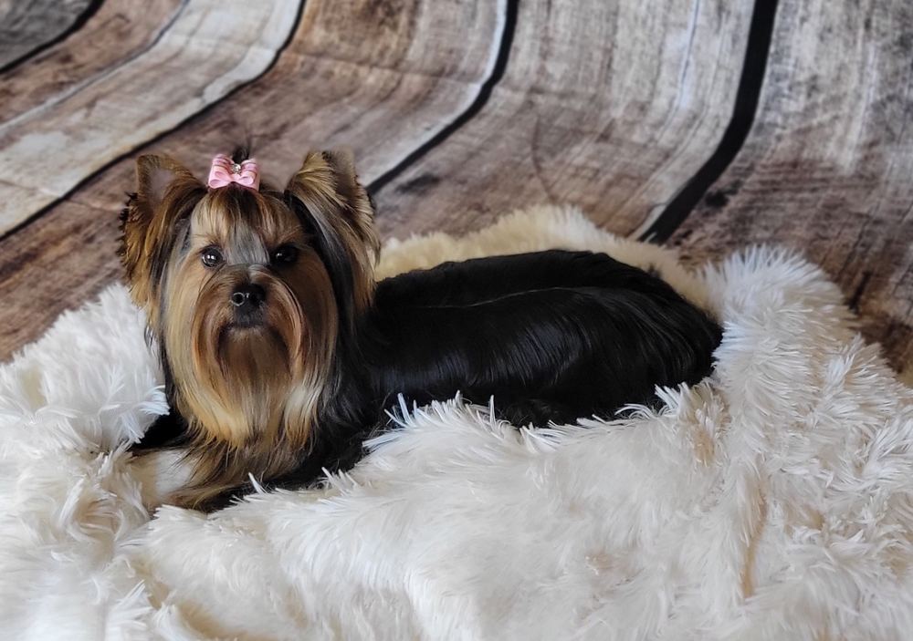 Rocky Mountain Yorkies — photo 2
