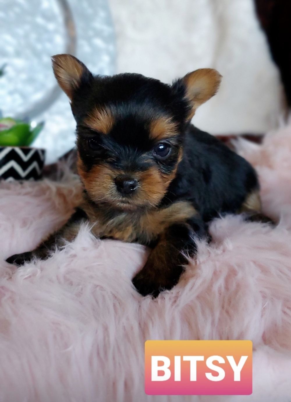 Rocky Mountain Yorkies — photo 5