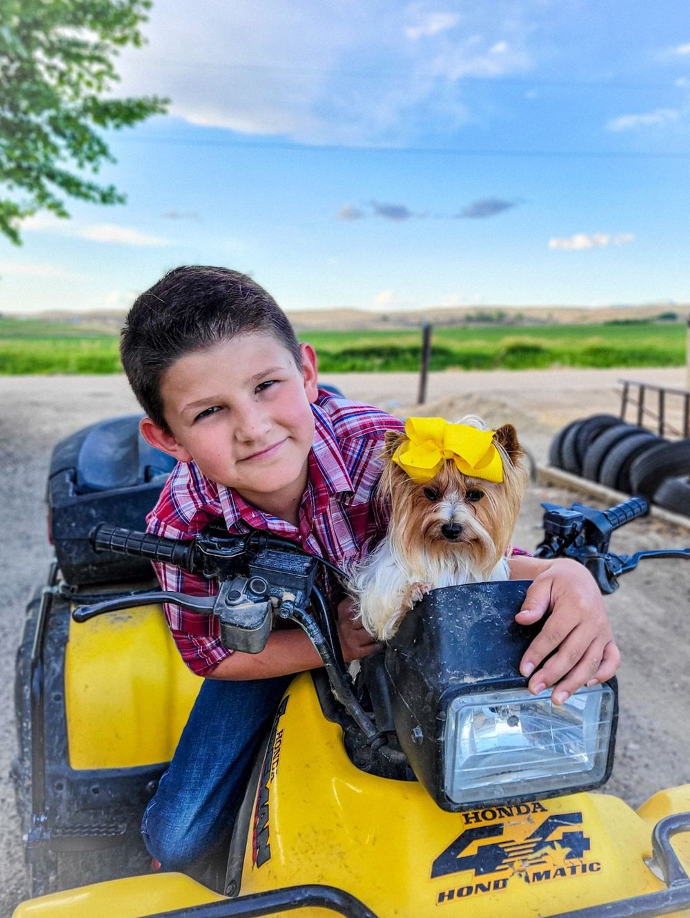Rocky Mountain Yorkies — photo 6