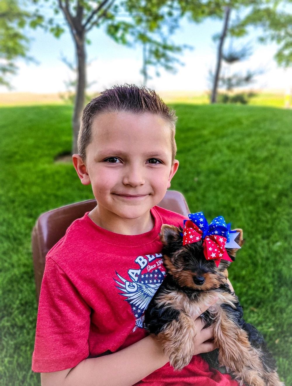 Rocky Mountain Yorkies — photo 8