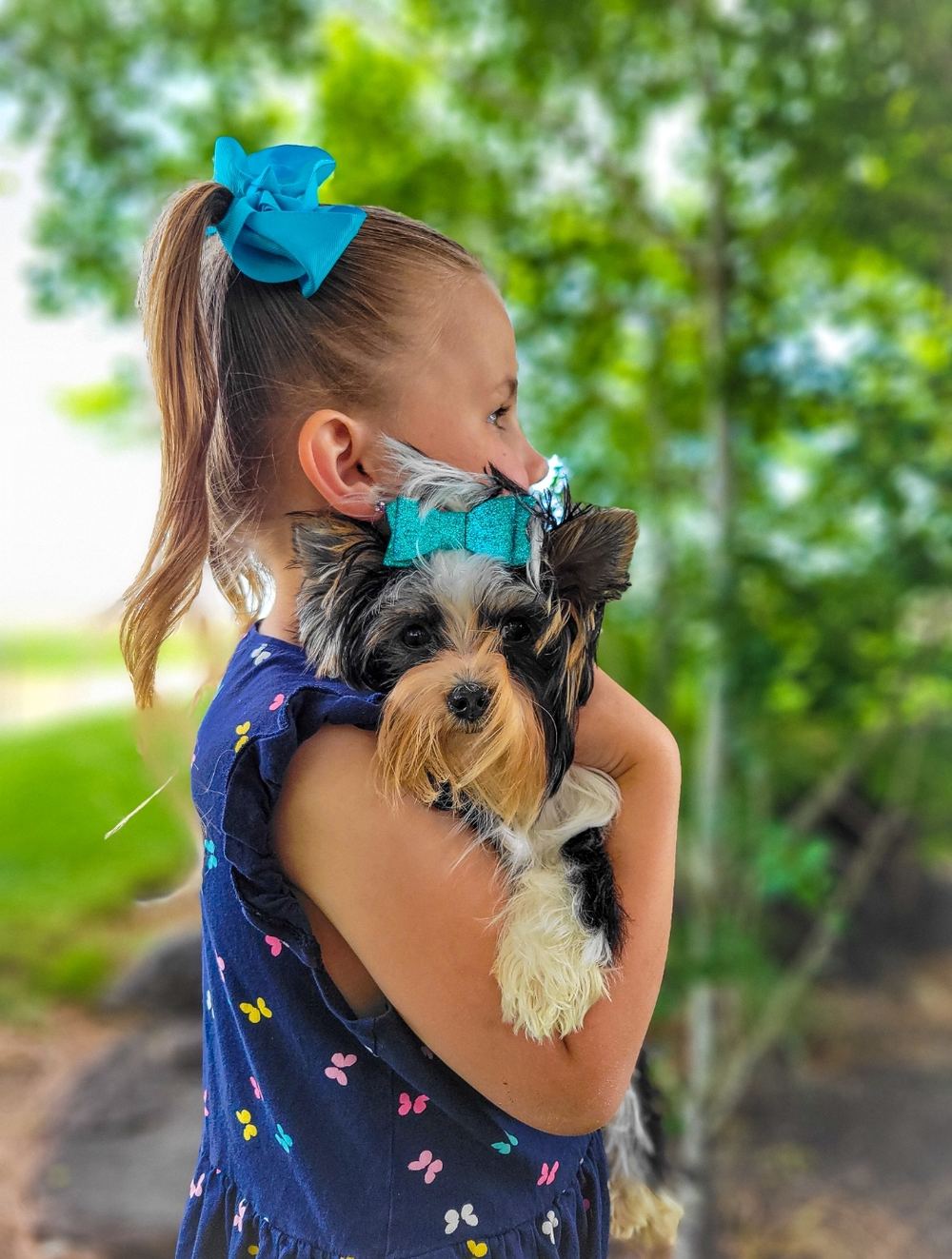 Rocky Mountain Yorkies — photo 9