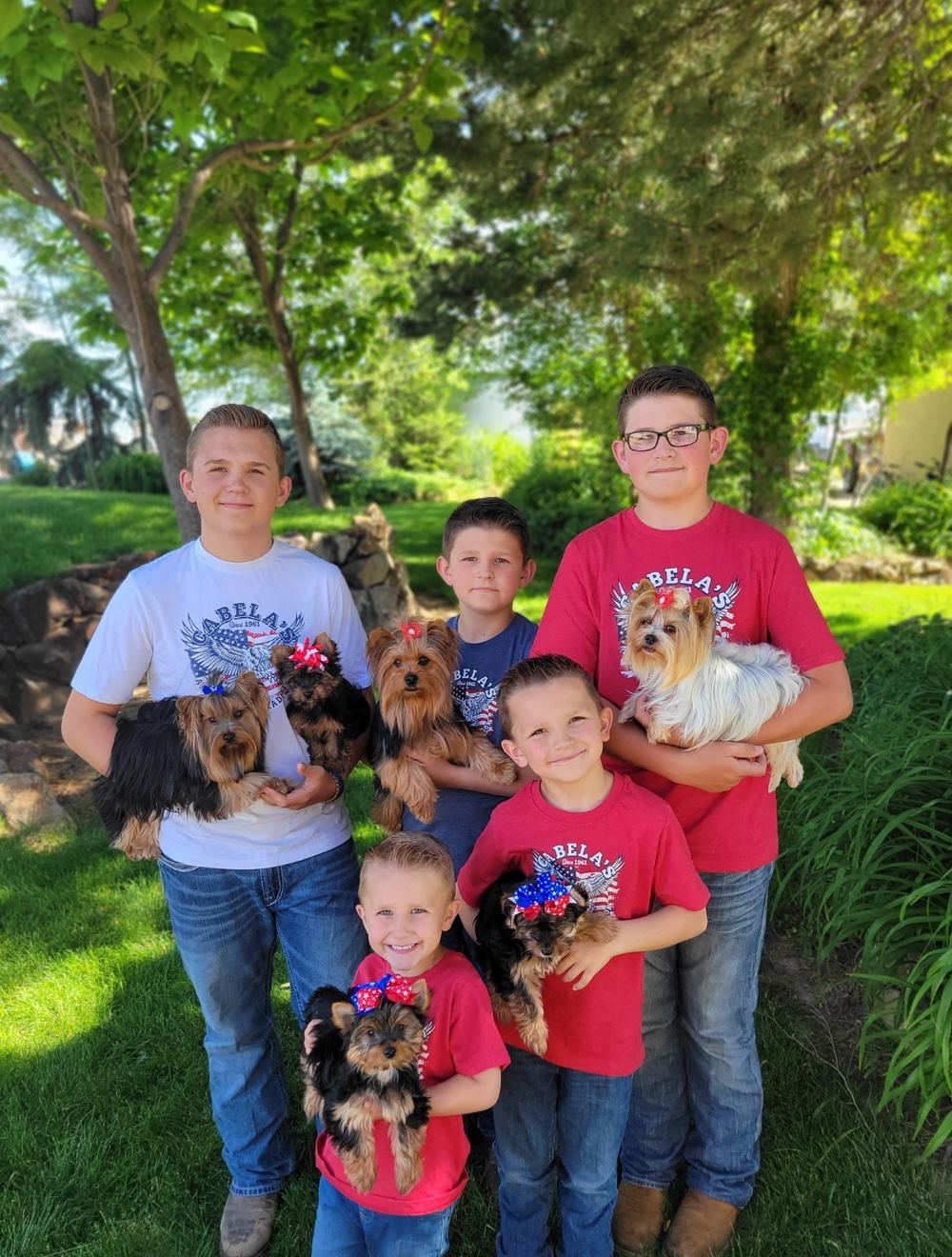 Rocky Mountain Yorkies — photo 10