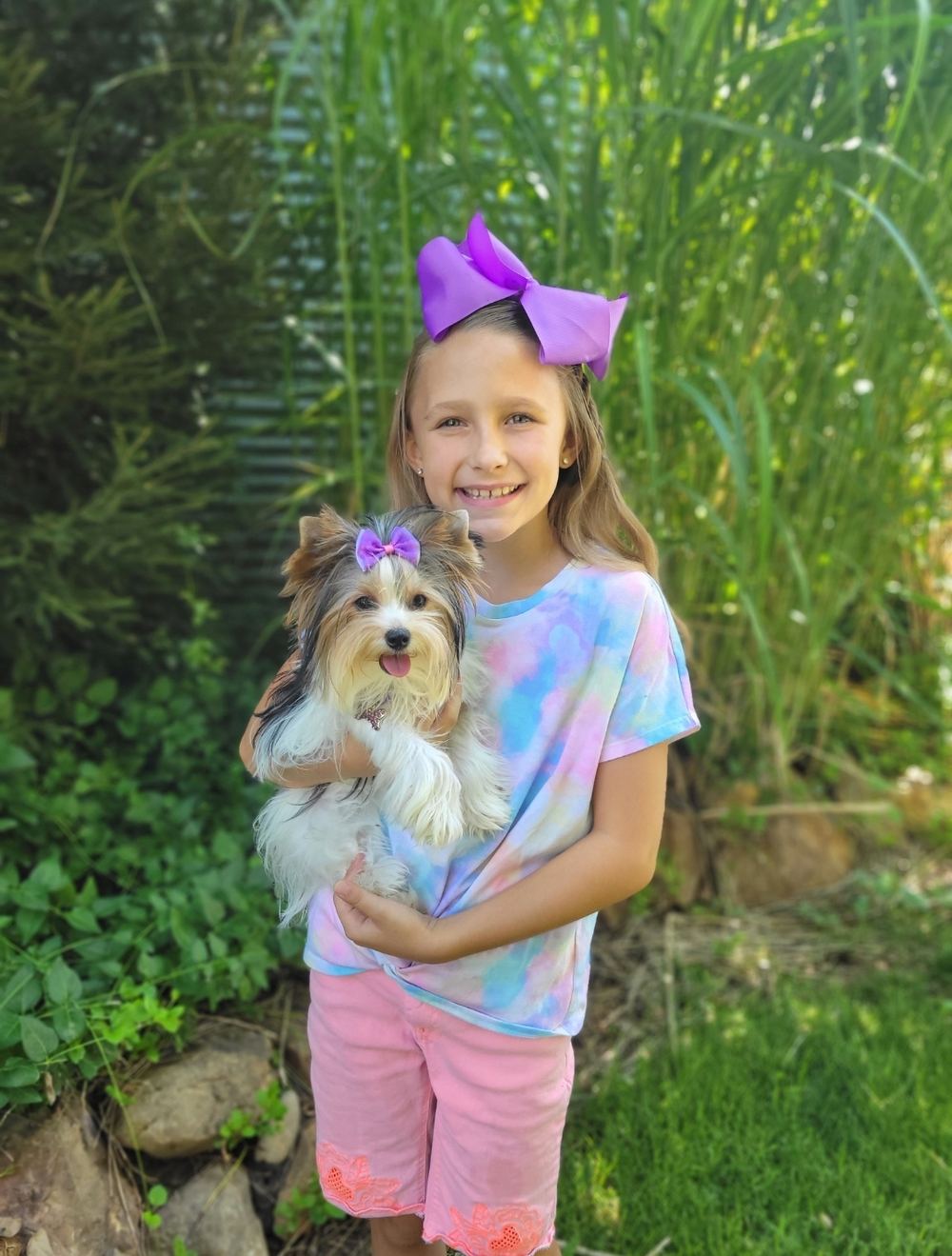 Rocky Mountain Yorkies — photo 12
