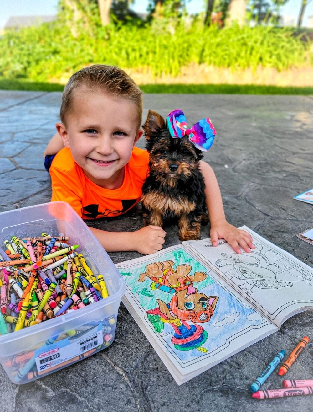 Rocky Mountain Yorkies — photo 14