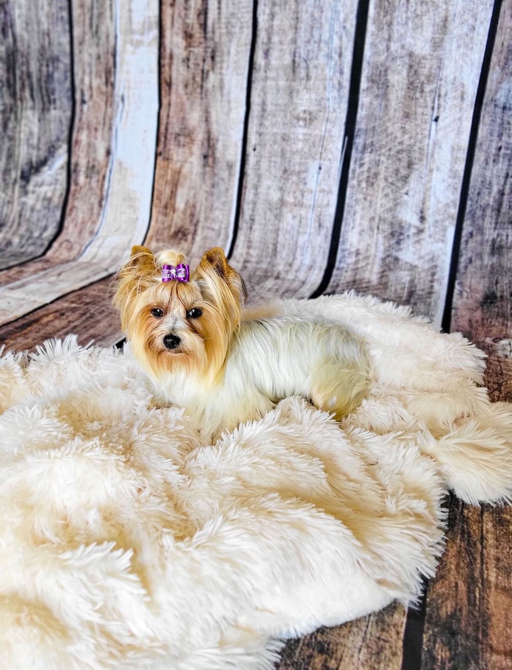 Rocky Mountain Yorkies — photo 16