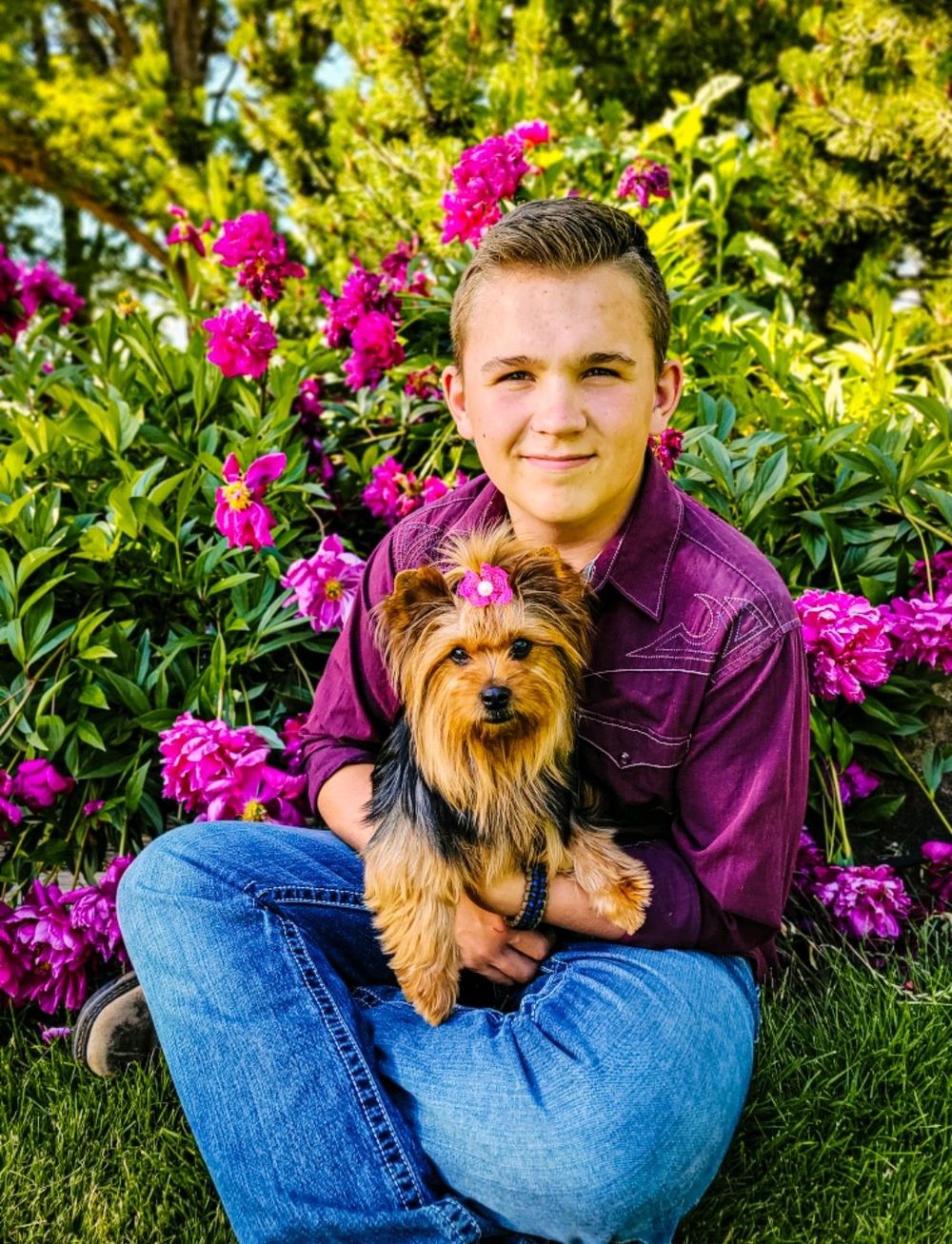 Rocky Mountain Yorkies — photo 18