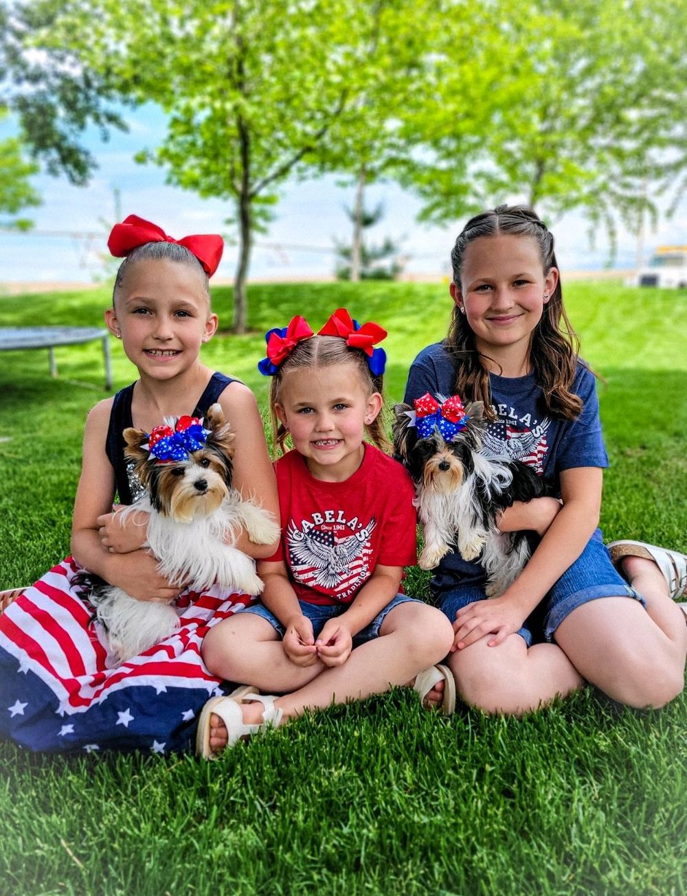 Rocky Mountain Yorkies — photo 20