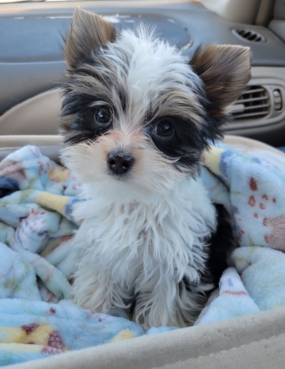 Rocky Mountain Yorkies — photo 22