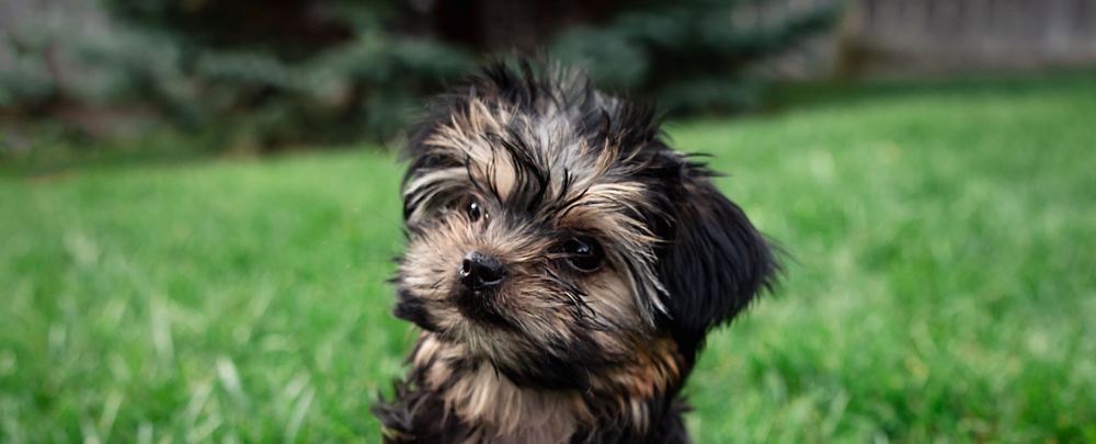 Rocky Mountain Yorkies — photo 24