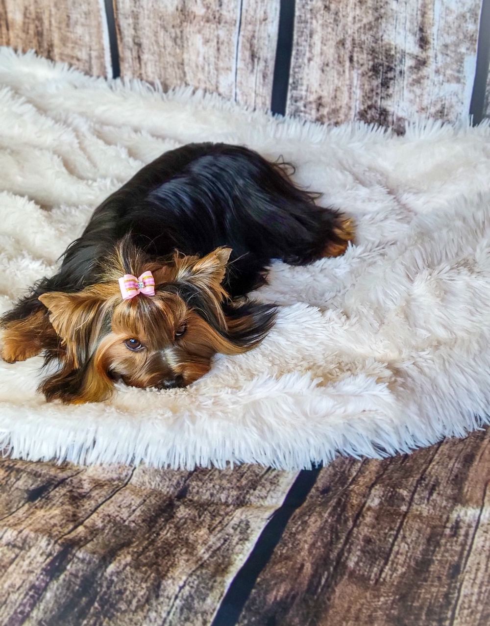 Rocky Mountain Yorkies — photo 25