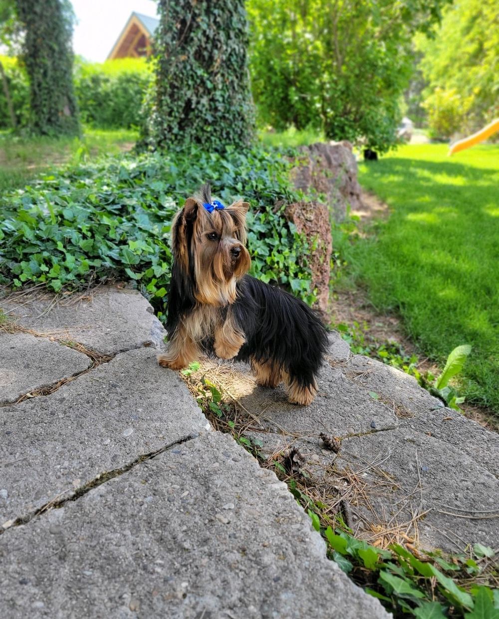 Rocky Mountain Yorkies — photo 26