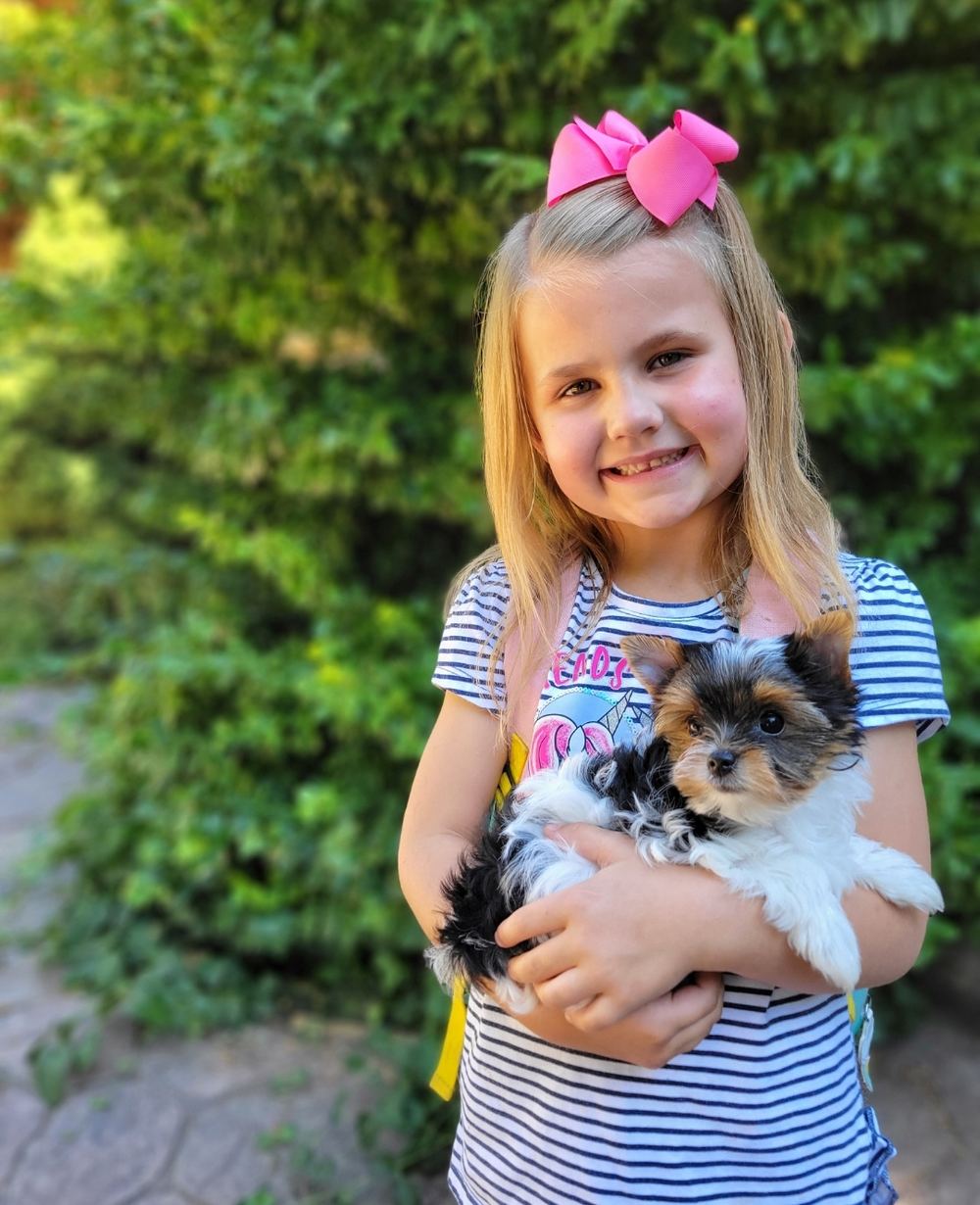 Rocky Mountain Yorkies — photo 27