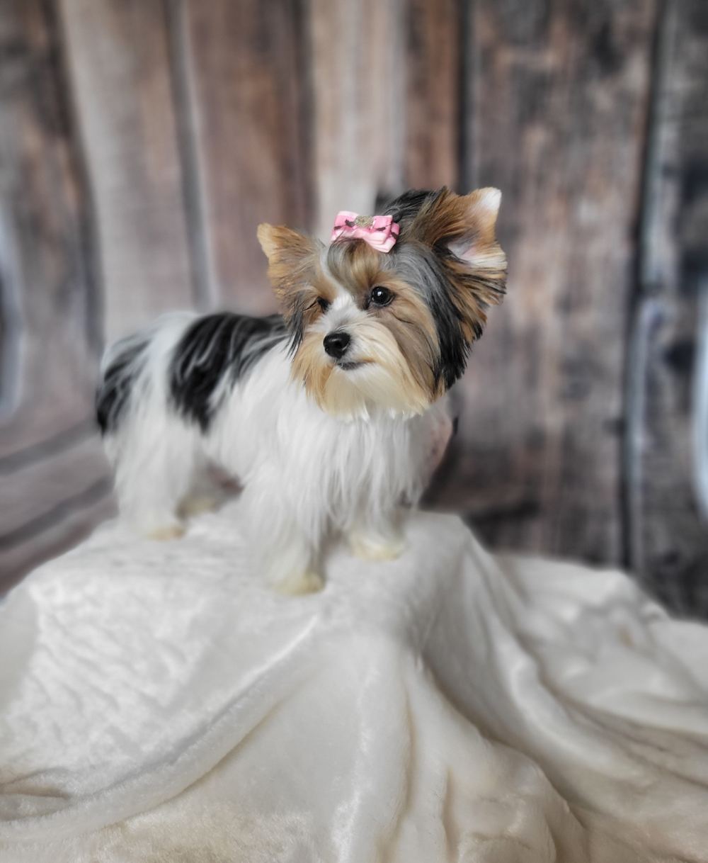 Rocky Mountain Yorkies — photo 28
