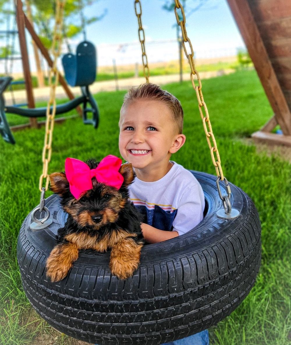 Rocky Mountain Yorkies — photo 29