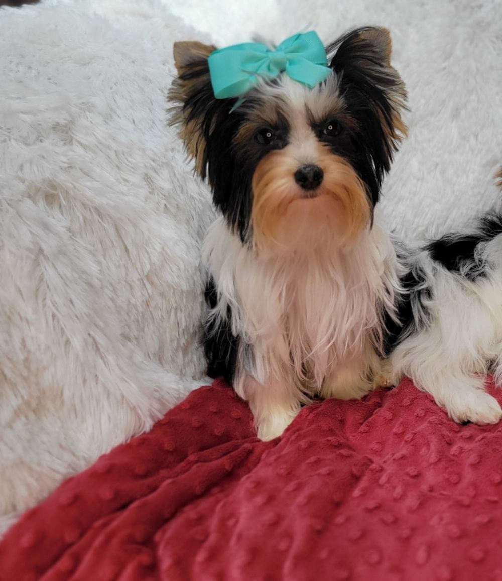 Rocky Mountain Yorkies — photo 31