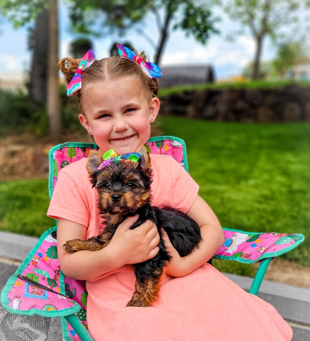 Rocky Mountain Yorkies — photo 33