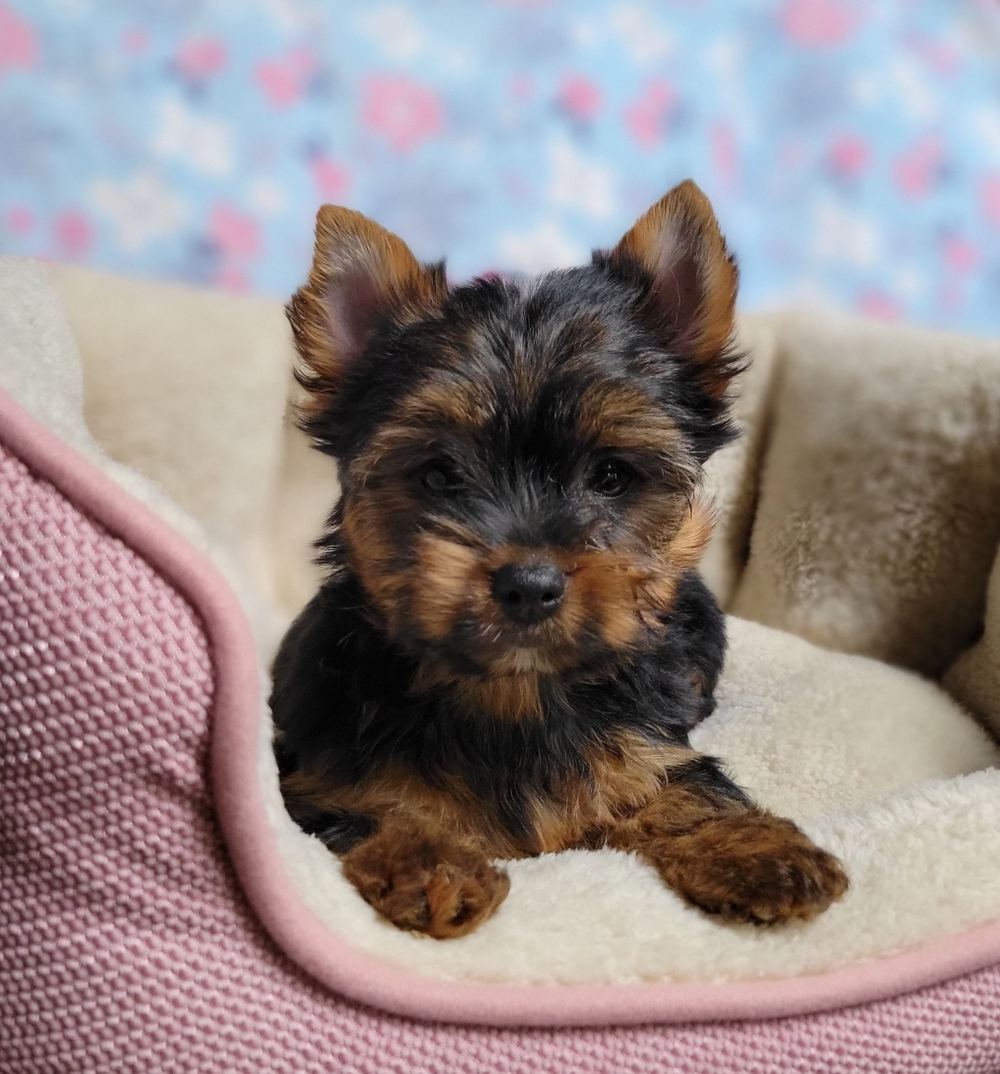 Rocky Mountain Yorkies — photo 35