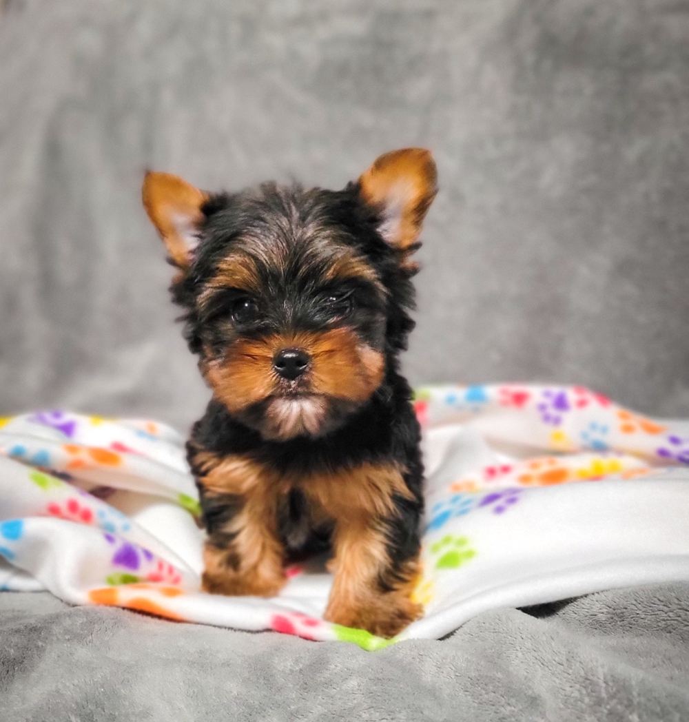 Rocky Mountain Yorkies — photo 36