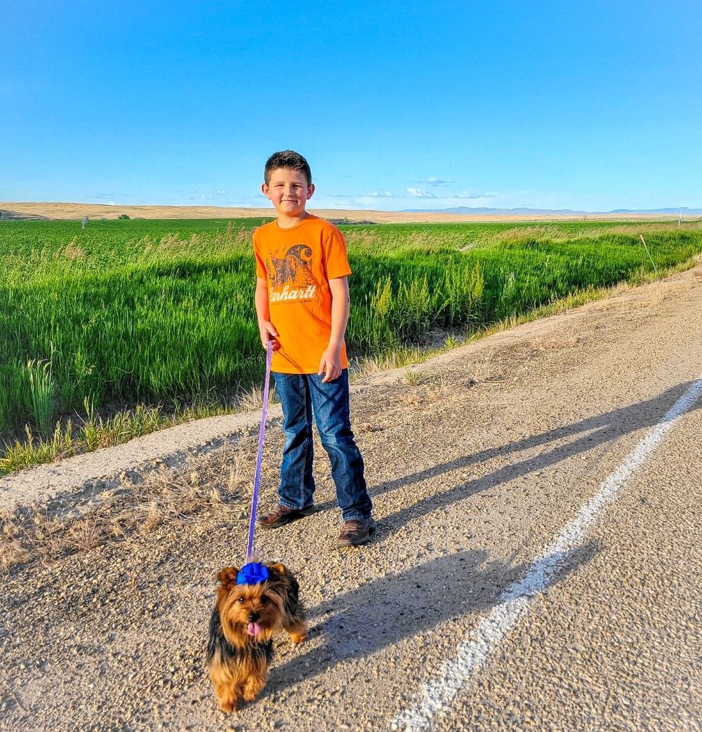 Rocky Mountain Yorkies — photo 37