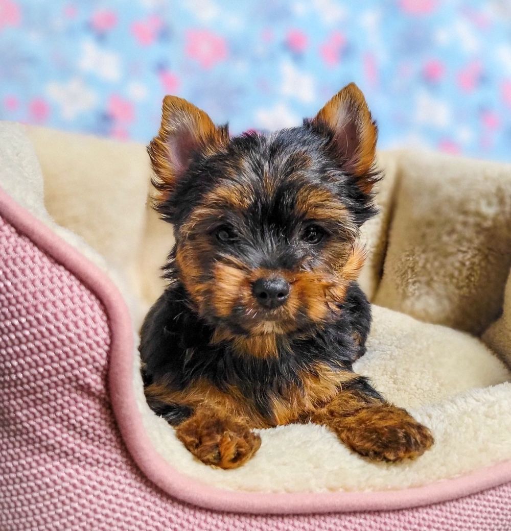 Rocky Mountain Yorkies — photo 38