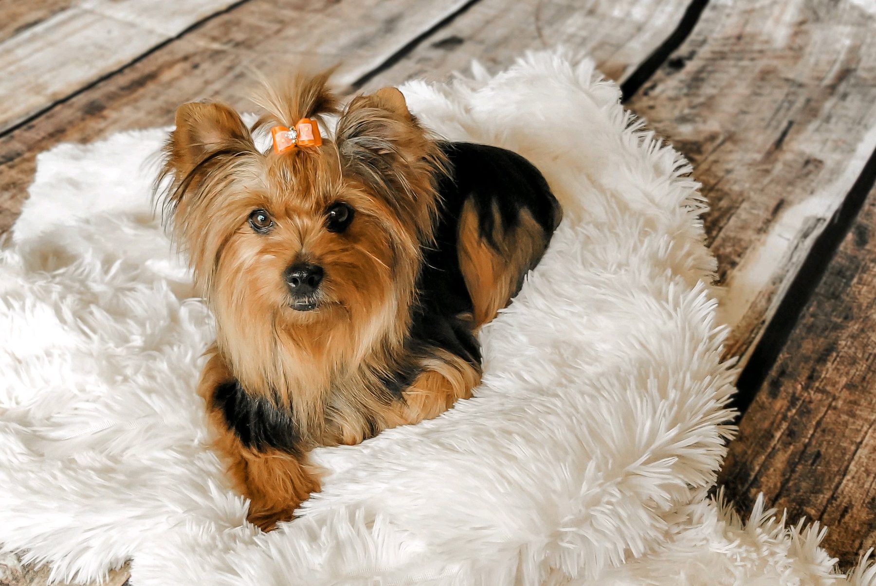 A gold and black Yorkshire Terrier resting on a soft white blanket
