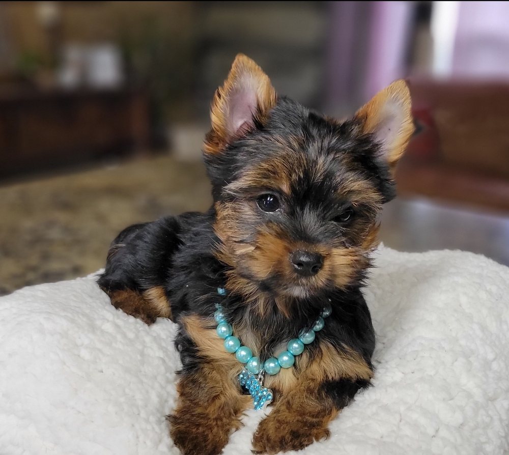 Black and Tan Female, a Yorkshire Terrier puppy raised at Rocky Mountain Yorkies