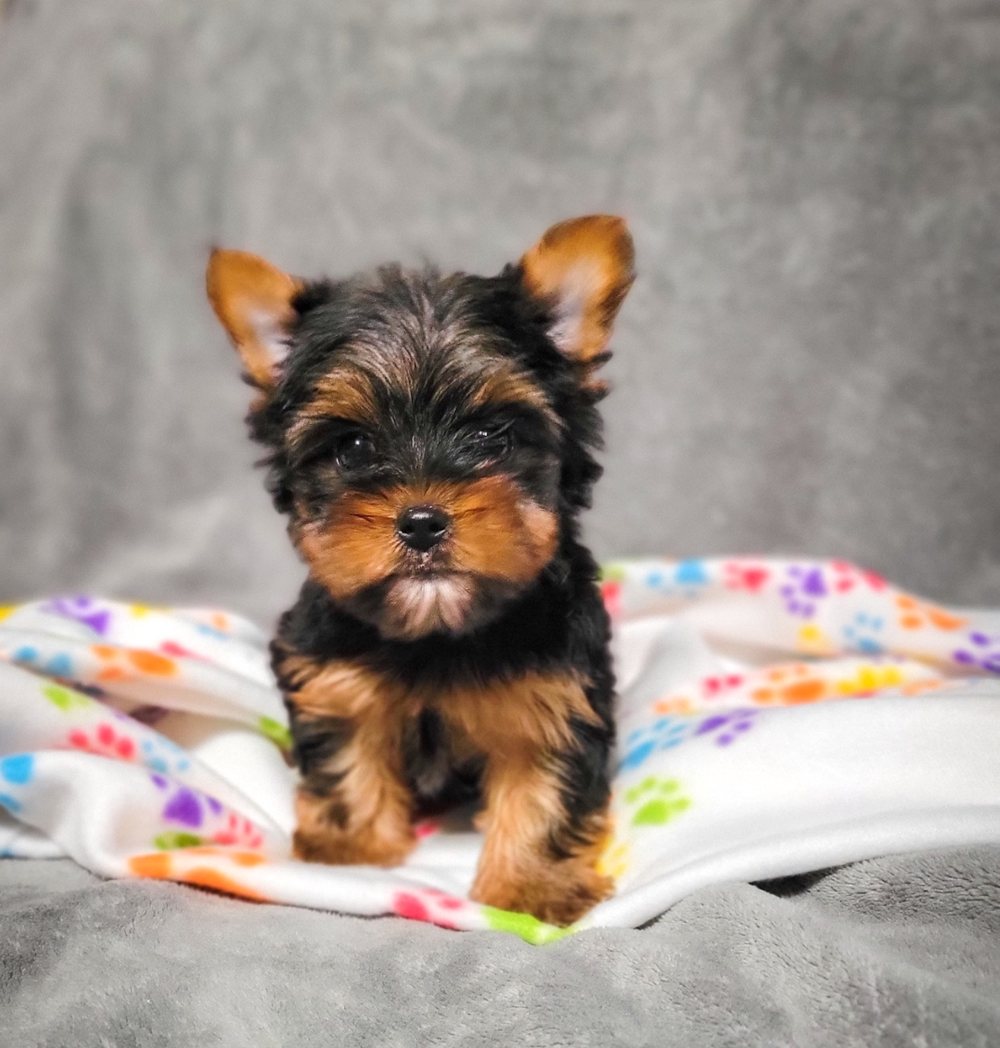 Black and Tan Male, a Yorkshire Terrier puppy raised at Rocky Mountain Yorkies
