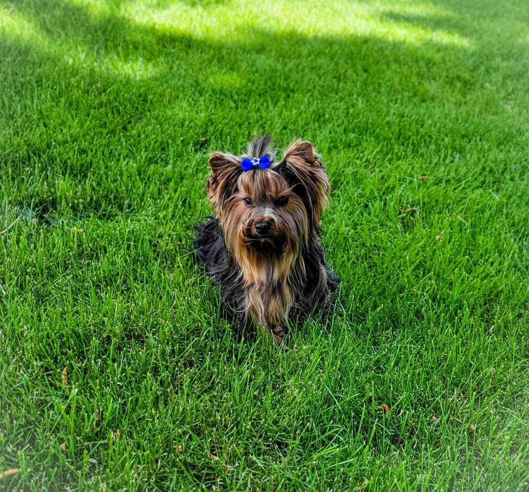 A Yorkie standing in sunlit green grass